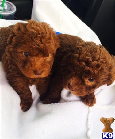 maltipoo puppy posted by NEW PUPPIES